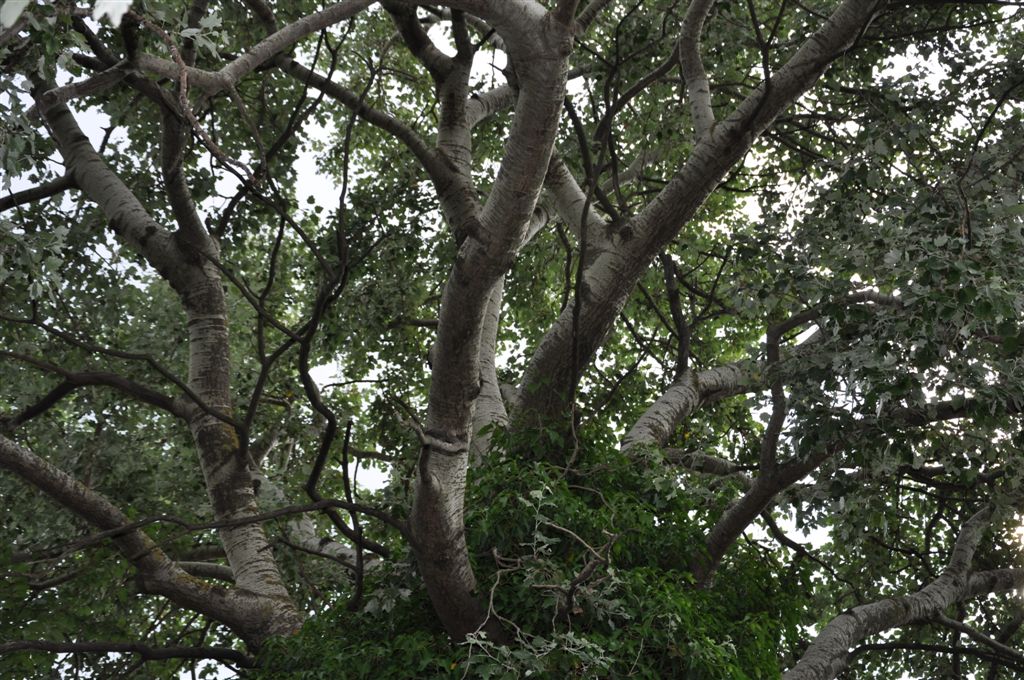 Populus nigra / Pioppo nero